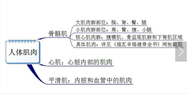 你真的認(rèn)識(shí)你身體的肌肉嗎？